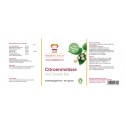 Citroenmelisse Rode Pilaren